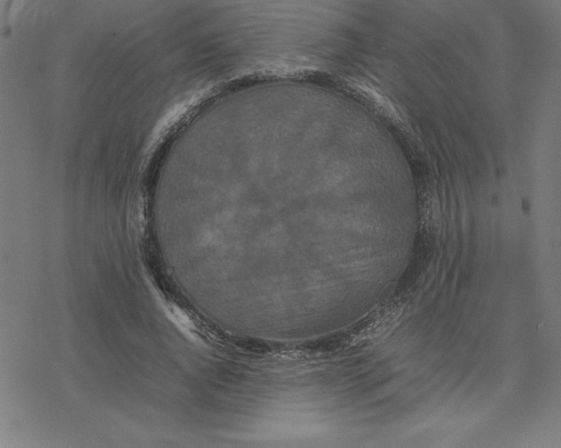 X0000077290736200611101342