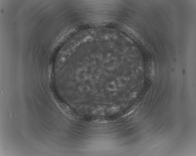 X0000077290742200611101342