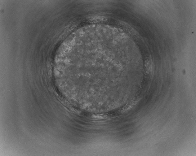 X0000077290753200611101342