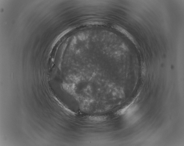 X0000077290829200611101341