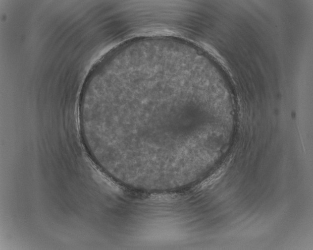 X0000077290840200611101341