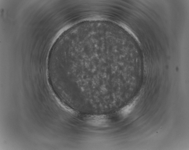 X0000077290845200611101341