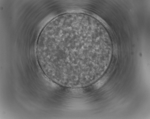 X0000077290856200611101341