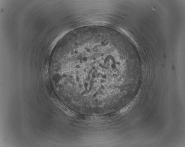 X0000077290875200611101340