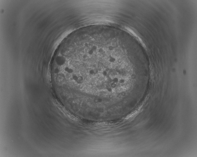 X0000077290883200611101340