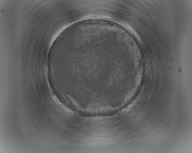 X0000077290896200611101340