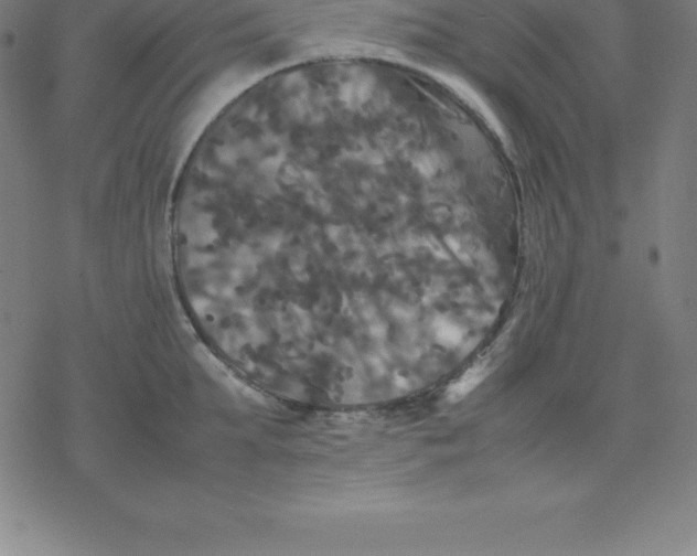 X0000077290903200611101340