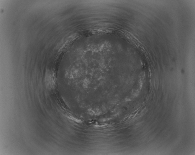 X0000077290915200611101339