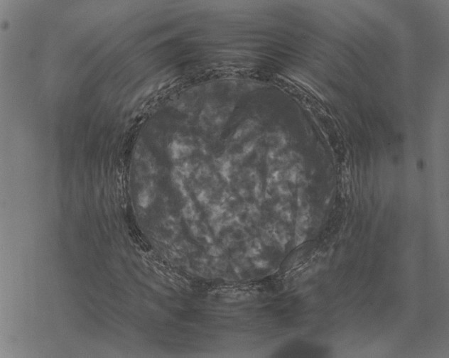 X0000077290917200611101339