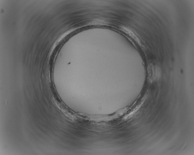 X0000077290931200611101339