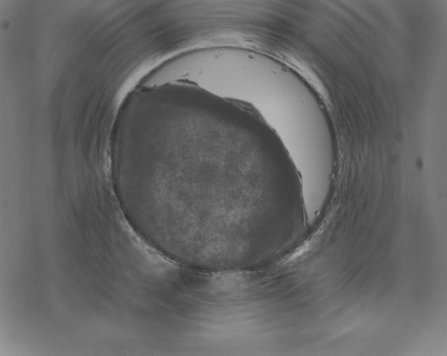 X0000077290944200611101339