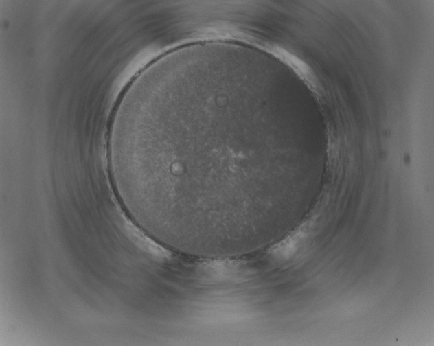 X0000077290950200611101339