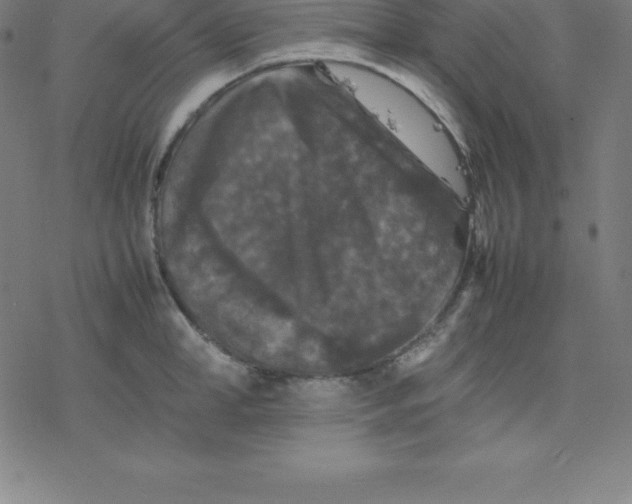 X0000077290998200611101338