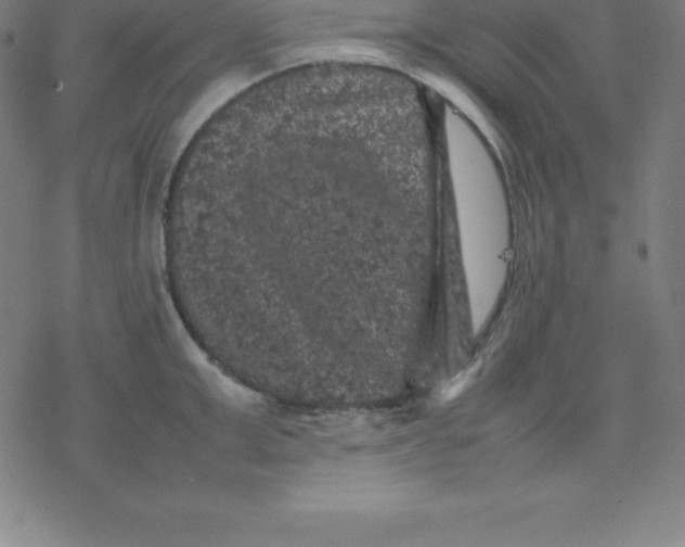 X0000077290999200611101338