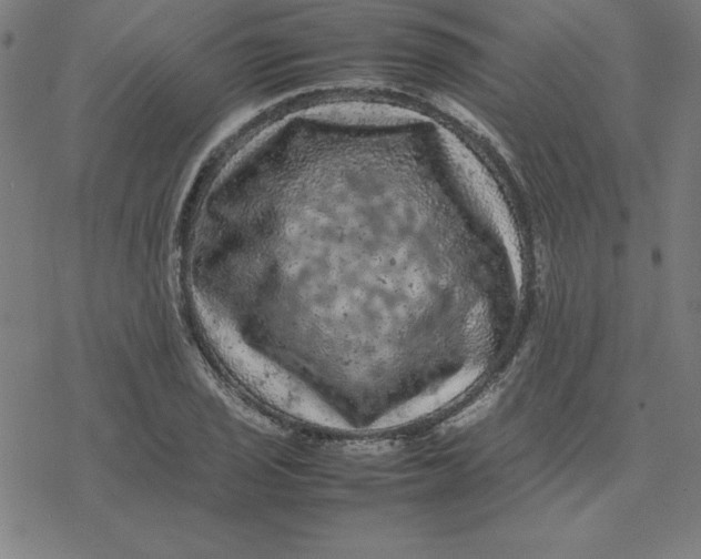 X0000077291029200611101338