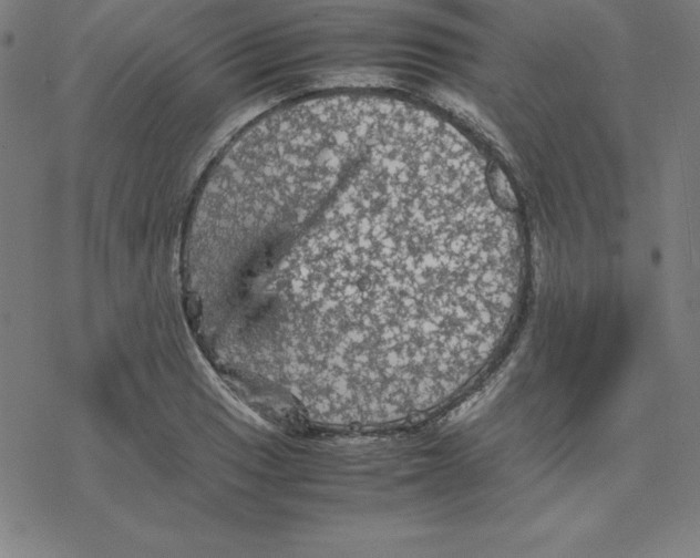 X0000077291033200611101338