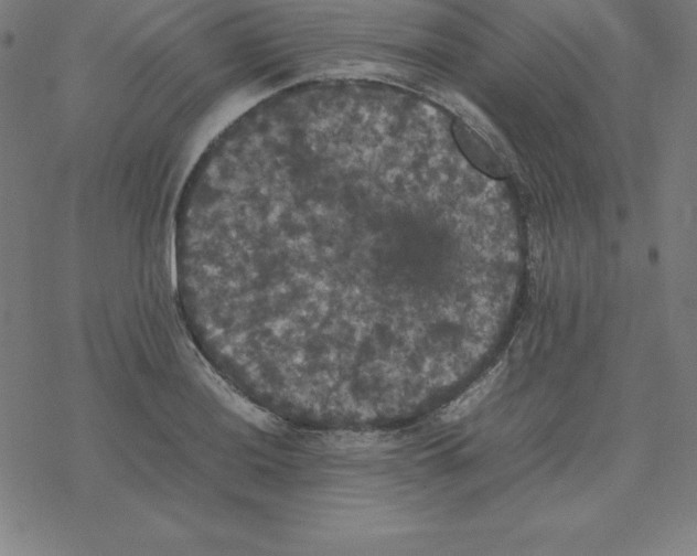 X0000077291036200611101338