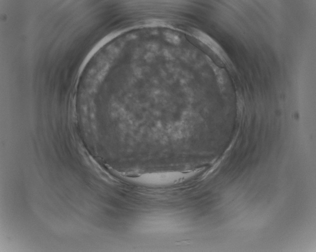 X0000077291052200611101338