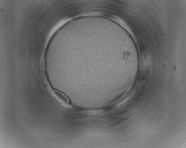 X0000077291053200611101338