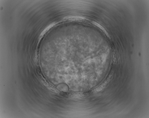 X0000077291074200611101337