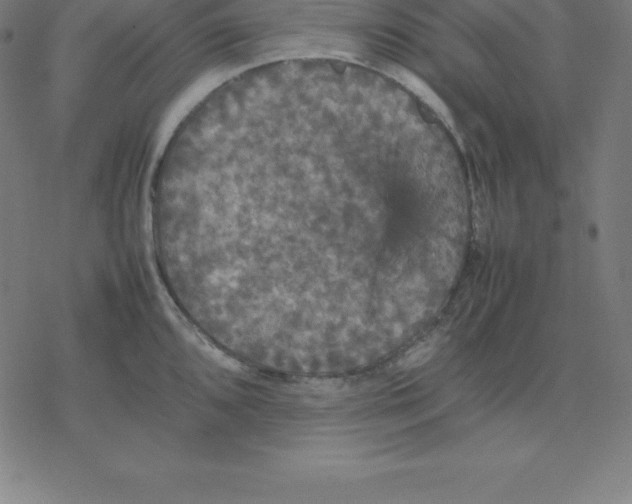 X0000077291096200611101337