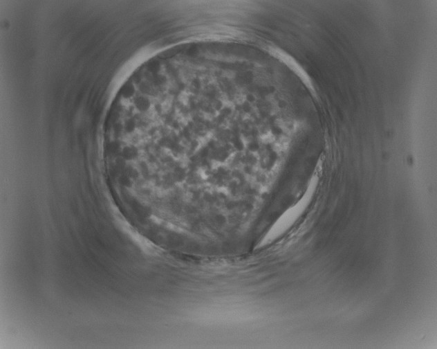 X0000077291099200611101337