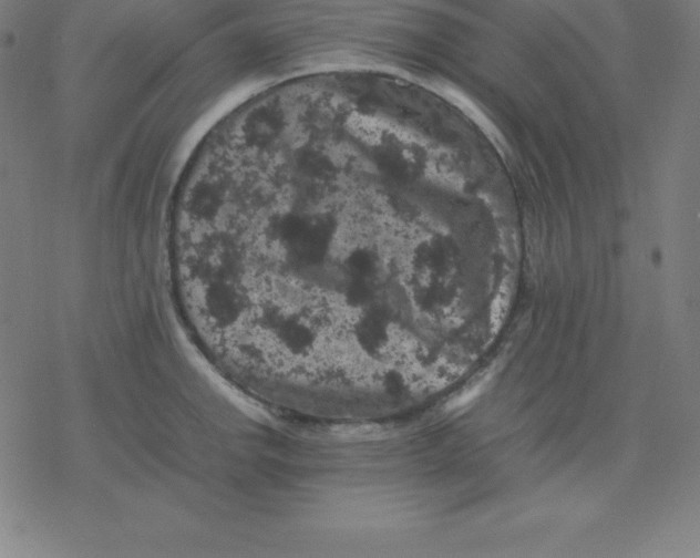 X0000077291142200611101336