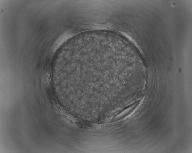 X0000077291163200611101335