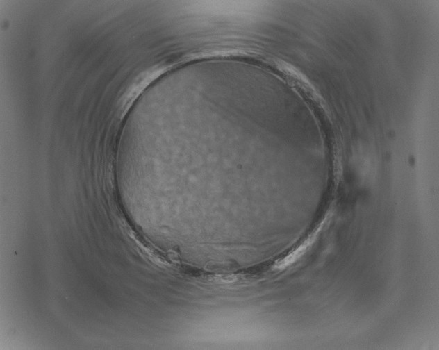 X0000077291177200611101335