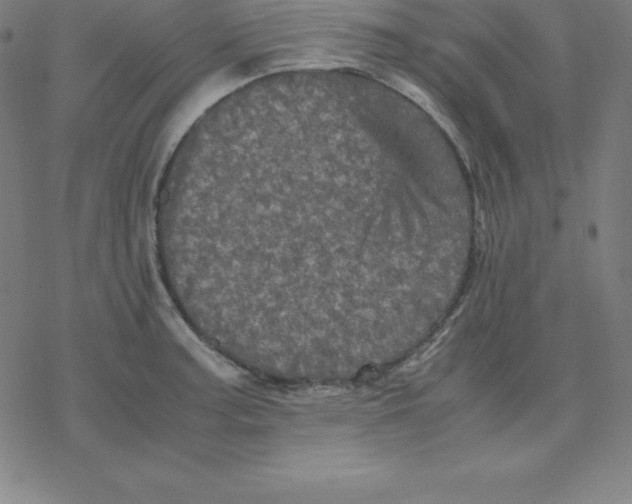 X0000077291187200611101335