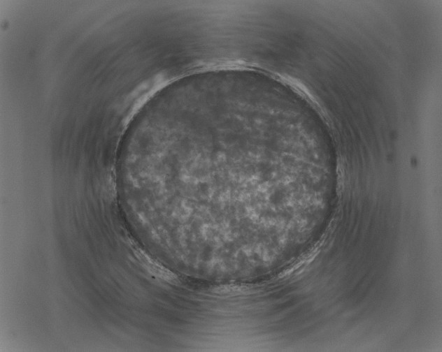 X0000077291212200611101334