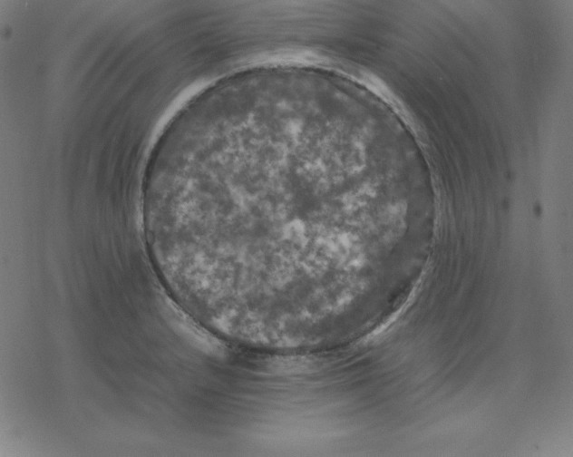 X0000077291232200611101335