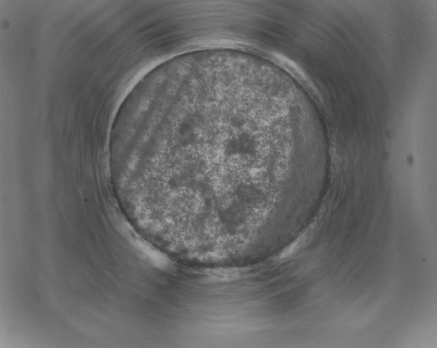 X0000077291236200611101335