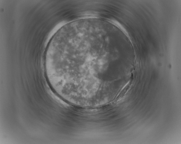 X0000077291243200611101335