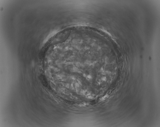 X0000077291255200611101334