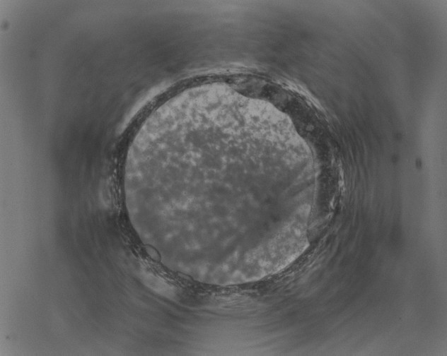 X0000077291256200611101334