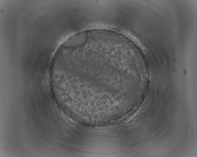 X0000077291264200611101334