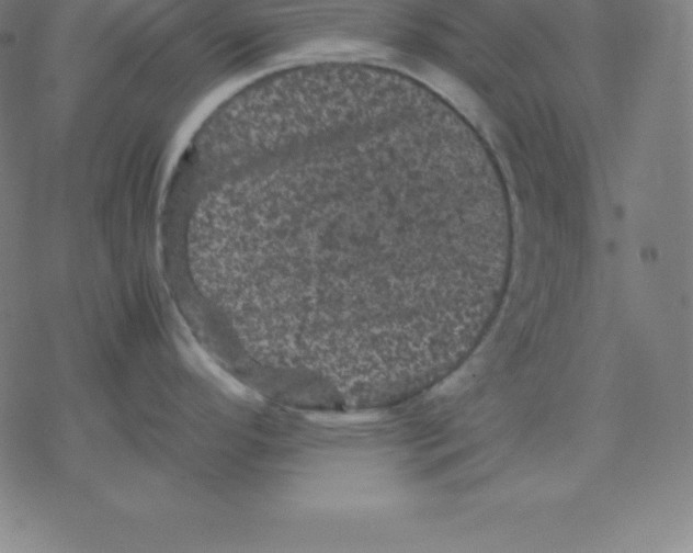 X0000077291296200611101333