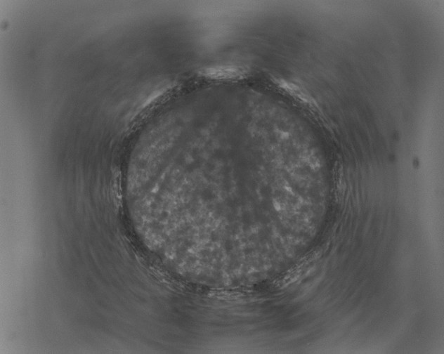 X0000077291301200611101333