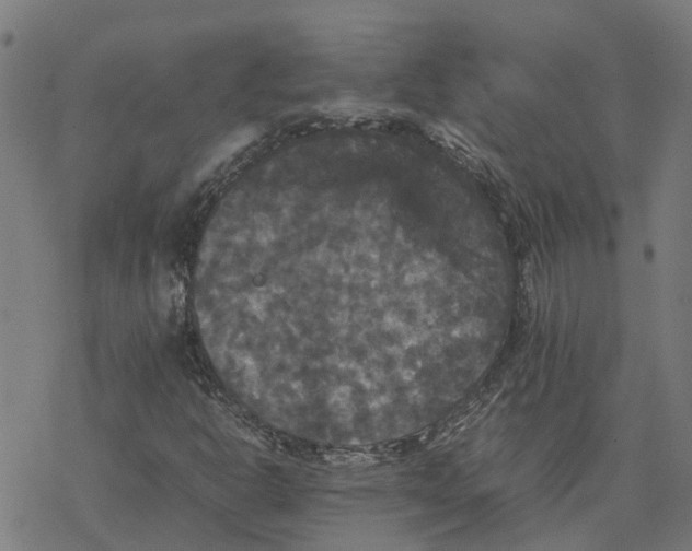 X0000077291302200611101333