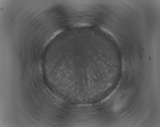 X0000077291305200611101333