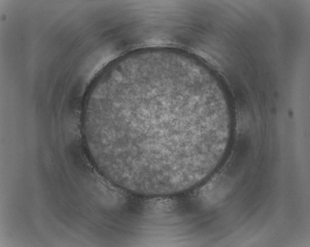 X0000077291314200611101333