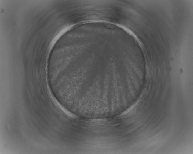 X0000077291333200611101333