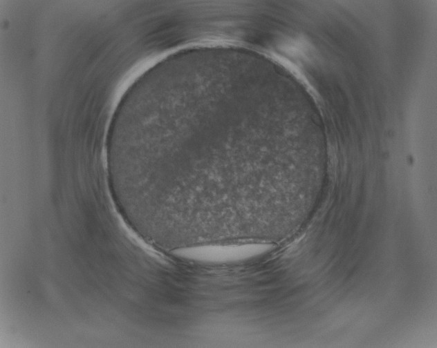 X0000077291335200611101333