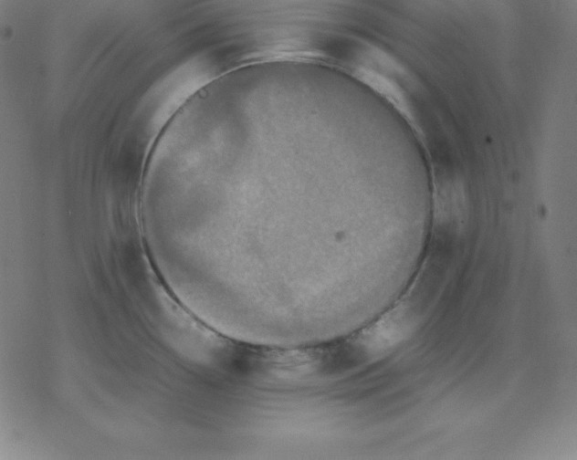 X0000077291338200611101333