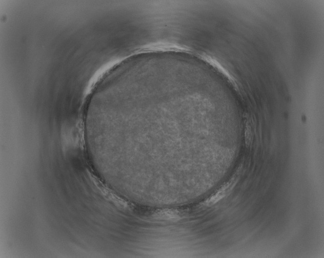 X0000077291358200611101332