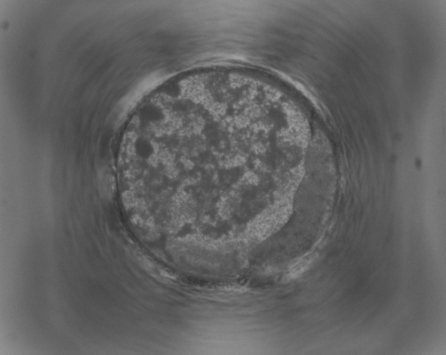 X0000077291363200611101332