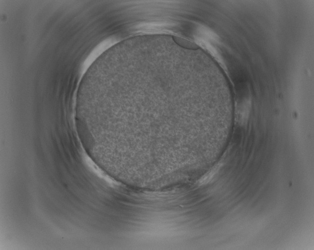 X0000077291386200611101332