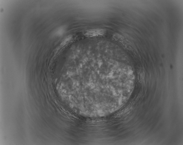 X0000077291393200611101331