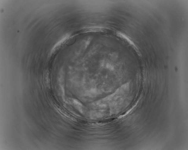 X0000077291403200611101331